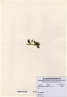 藏品(絨毛蕨藻)的圖片